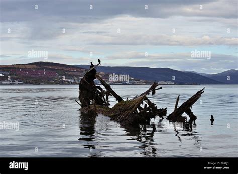 Beautiful Big Black Cormorant Birds Sitting On A Old Wooden Ship Wreck