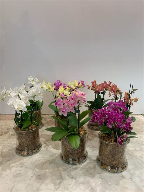 Mini Phalaenopsis Plant - Mr Collins Florist