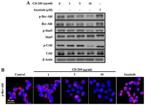 Effect Of Cd On The Bcr Abl Signaling Pathway In Baf T I Cells