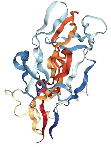 BDNF Protein Overview Sino Biological