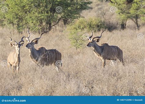 Kudu Bulls Tragelaphus Strepsiceros Kgalagadi Transfrontier Park