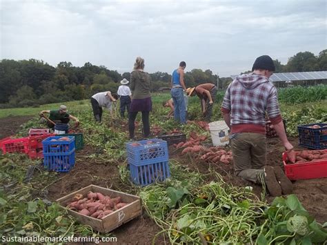 root crops  october sustainable market farming