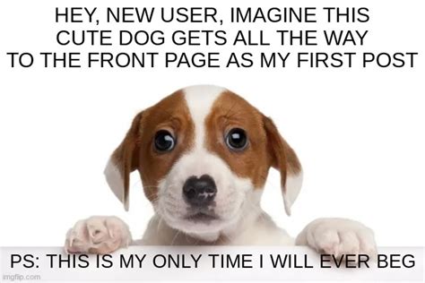 50 cutest dogs of all time that will make your heart melt