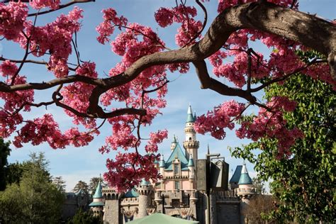 Spring time at Disneyland - 4 All Things Disney