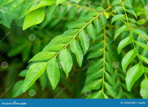 Curry leaves tree plant stock image. Image of backyard - 135347289