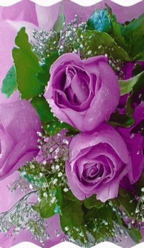 Pink Roses GIF - Pink Roses Reflection - Discover & Share GIFs