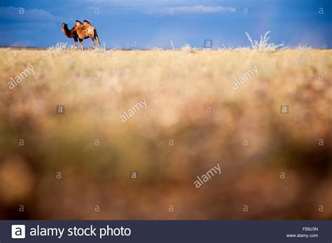 A Bactrian camel in the Gobi Desert, Mongolia Stock Photo - Alamy