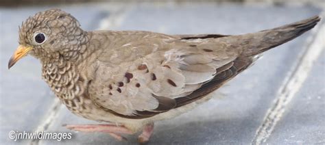 common ground dove jon hardacre nature photography