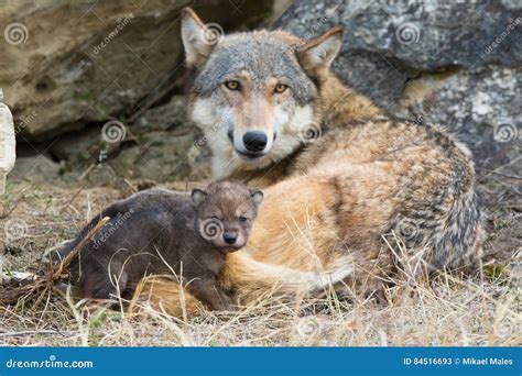 mother  pup timber wolf stock image image  protective