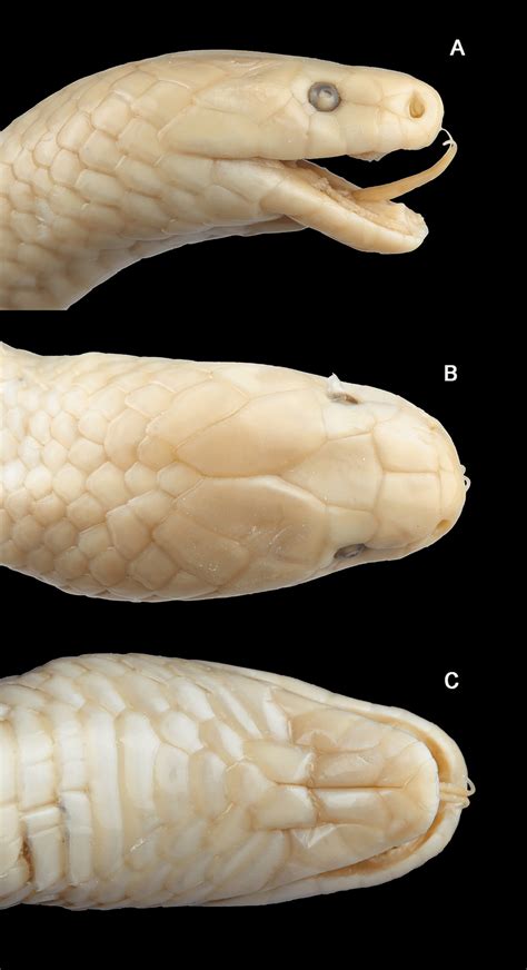 lateral  dorsal   ventral  views   head