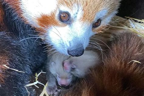 hope   species  red panda cubs born  whipsnade zoo