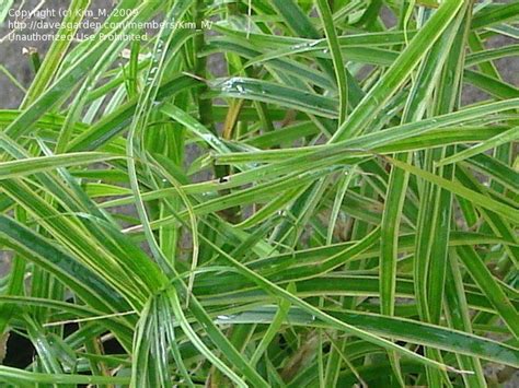 Plantfiles Pictures Variegated Palm Sedge Oehme Carex