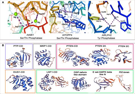 Plant Protein Phosphatases What Do We Know About Their Mechanism Of