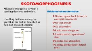 Skotomorphogenesis & Photomorphogenesis | PPT