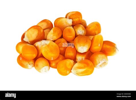 Crop Maize Cut Out Stock Images Pictures Alamy