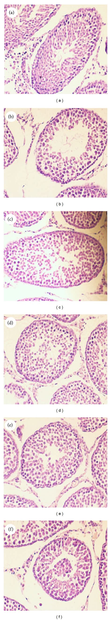 Light Microscope Observations Of Hande Stained Sections ×200 A Sham