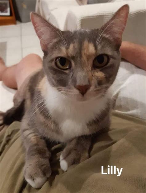 Lilly Female Domestic Short Hair Cat In Qld Petrescue