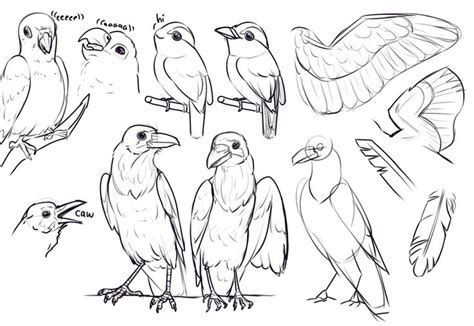 bird drawing anatomy challenge  smirking raven