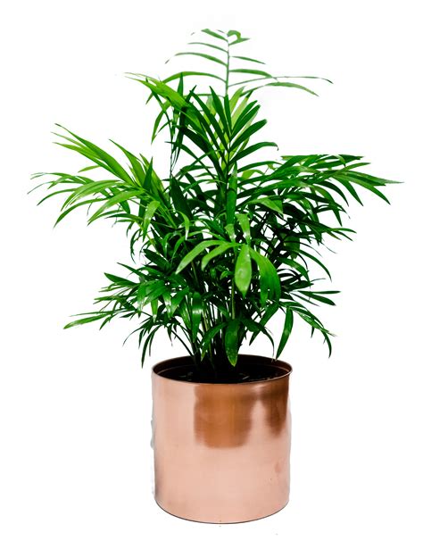 Small indoor plant – Monstera Flowers