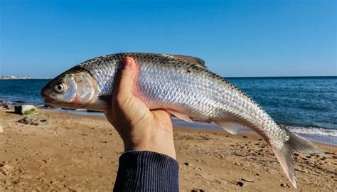 Кутум Рыба Фото – Telegraph