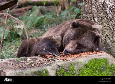 Sleeping grizzly bear Stock Photo - Alamy