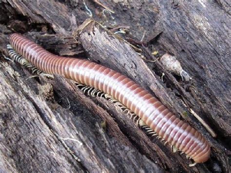 Piolho De Cobra Tem Veneno? É Perigoso? – Mundo Ecologia