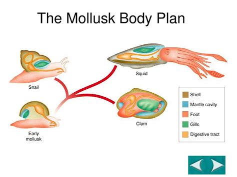 Ppt Echinoderms And Mollusks Powerpoint Presentation Free Download