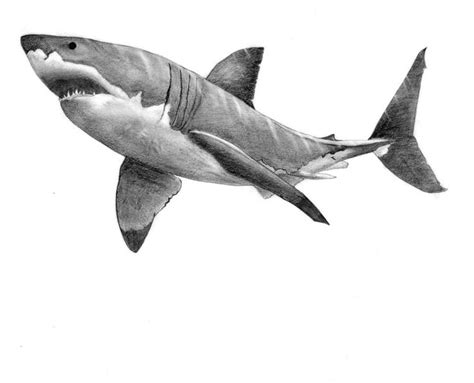 Requin Dessin Realiste - Idées de Décoration