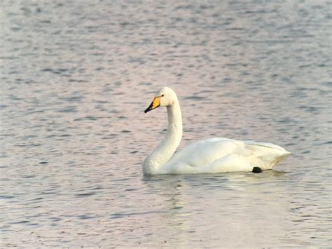 Sightings' update | WWT