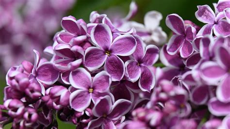 18 Fragrant Flowers That Will Make Your Garden Smell Amazing