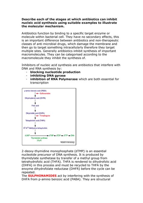 Antibiotics Inhibitors Of Nucleic Acid Describe Each Of The Stages At