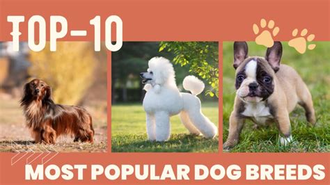top ten  popular dog breeds   top  tens
