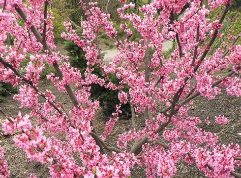 Cercis Canadensis Tennessee Pink Eastern Redbud