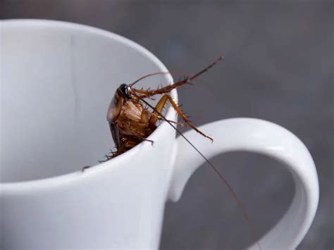 Leche De Cucaracha El Nuevo Alimento Del Que Todos Hablan Actitudfem