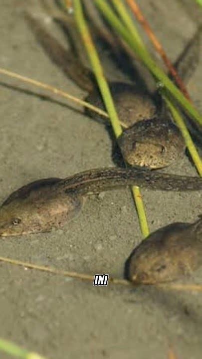 inilah kecebong terbesar shorts maweey youtube