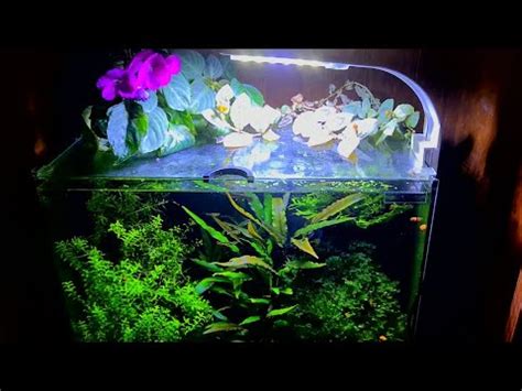 Yes Filter No Co Yes Ferts Nano Betta Aquarium Youtube