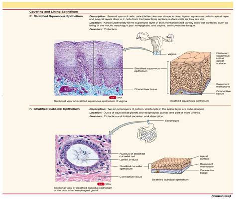 Glandular Epithelium Function And Location | MedicineBTG.com