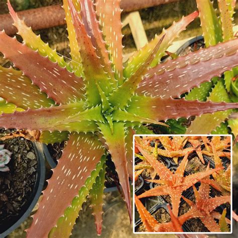 Aloe Dorotheae Garden Express