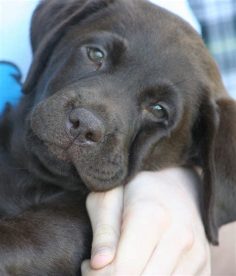 Chocolate Lab Your Guide To The Chocolate Labrador Retriever