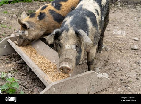 Lindera D Pig Hi Res Stock Photography And Images Alamy