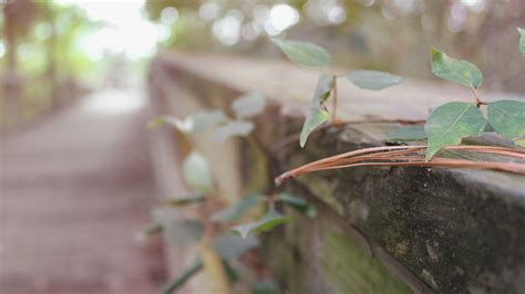 Free Images Tree Nature Grass Branch Plant Sunlight Morning Leaf Flower Spring Green