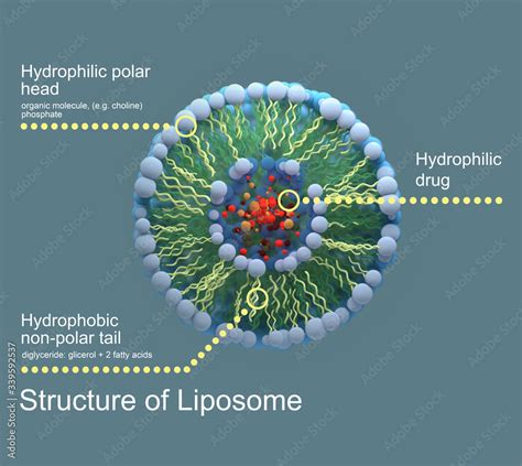 Structure of liposome, 3d render, digital illustration Stock Illustration | Adobe Stock