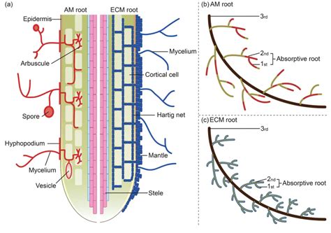 科学网—new Phytologist 菌根共生途径塑造树木根经济空间 郭亮的博文