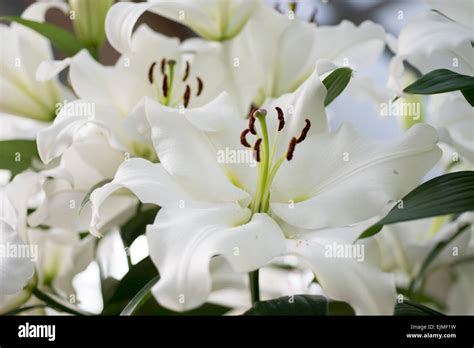 Lilium Vestaro, white lily flower Stock Photo - Alamy