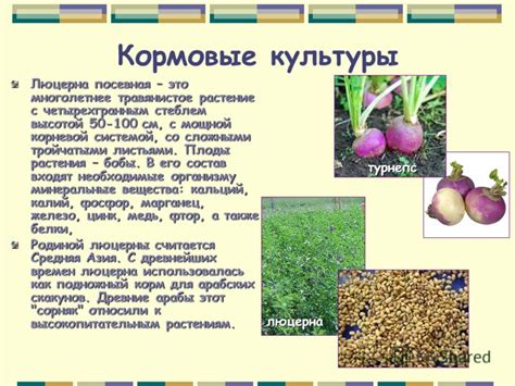 Презентация на тему: "Многообразие культурных растений Презентация по ...
