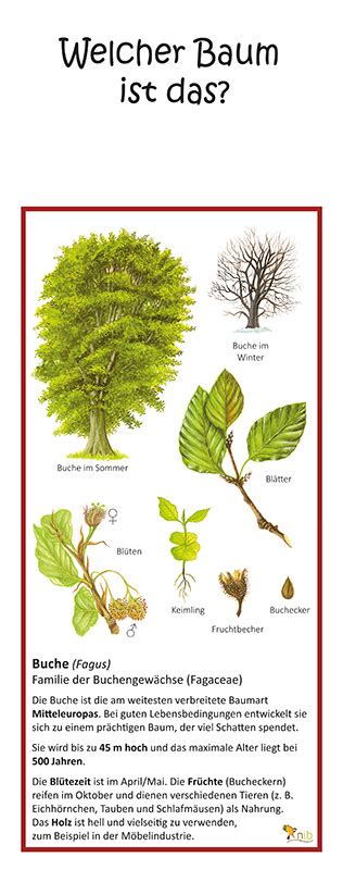 Buche Quiztafel Lehrtafeln Natur im Bild Lehrtafeln für Natur