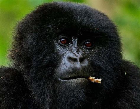 Gorilla Trekking Discovery Journeys Wildlife Safari Adventures