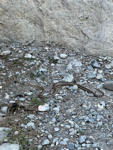 Can you help identify : r/snakes