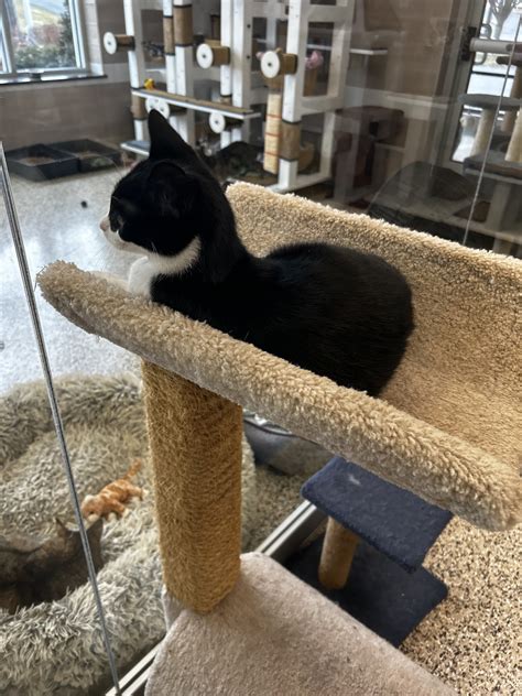 animal shelter in columbia sc 7