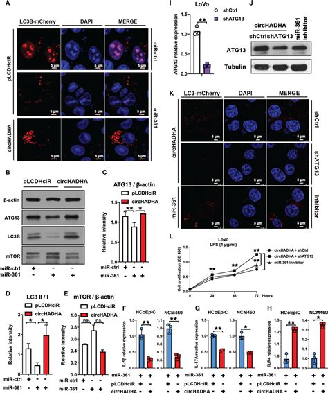 Frontiers Circhadha Augmented Autophagy Suppresses Tumor Growth Of